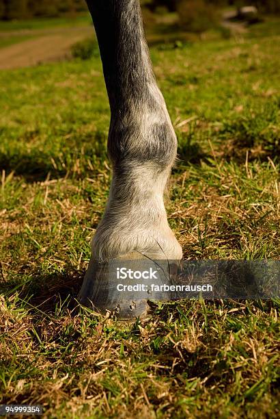 Detail Of Horse Hoof Stock Photo - Download Image Now - Animal, Animal Foot, Color Image