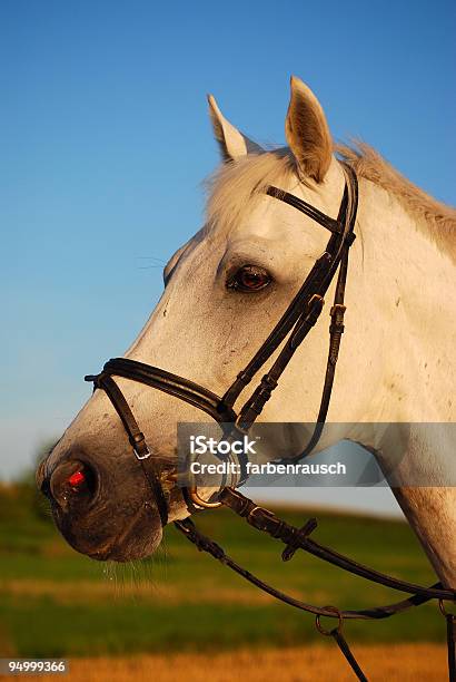 Photo libre de droit de Portrait De Cheval banque d'images et plus d'images libres de droit de Cheval blanc - Cheval blanc, Agriculture, Allemagne