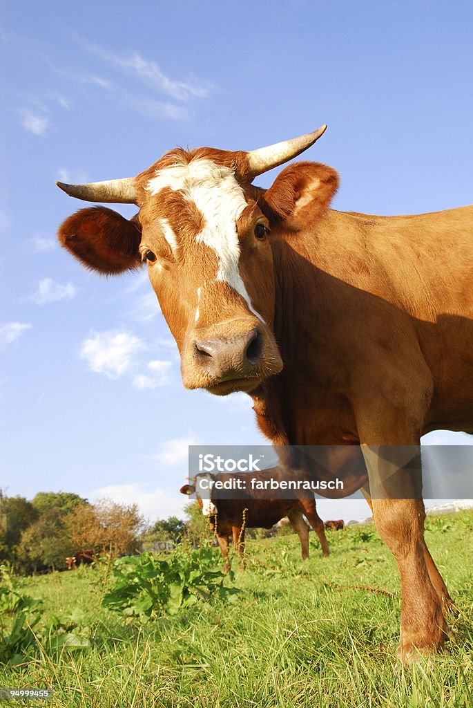 nosy vaca - Foto de stock de Agricultura libre de derechos
