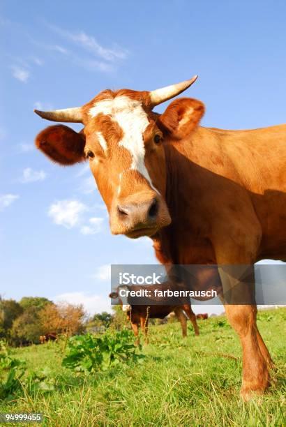 Nosy Vaca Foto de stock y más banco de imágenes de Agricultura - Agricultura, Aire libre, Animal