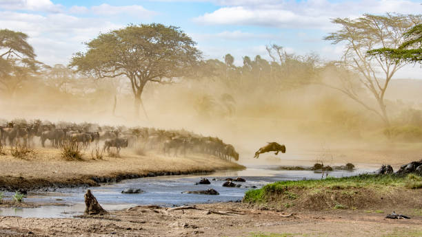 istock Wildebeest crossing a river in Tanzania. 949995506