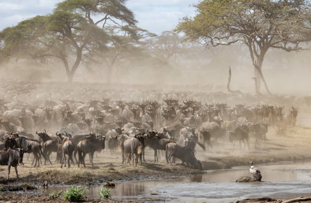 istock Wildebeest crossing a river in Tanzania. 949995510