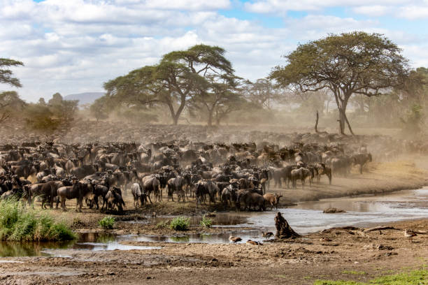 istock Wildebeest crossing a river in Tanzania. 949995612