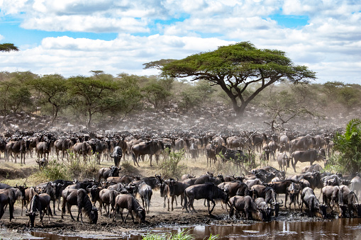 Each year, almost two million wildebeest migrate from Tanzania's Serengeti to the south of Kenya's Masai Mara in search of lush grazing grounds and life-giving water. This treacherous odessey is dictated by the seasons and where the rains are, the wildebeest are not far behind. This epic journey from north to south spans almost 3000 kilometres and is virtually endless. Wildebeest have no designated leaders and therefore the grazers often spilt up and travel in different directions. When these animals have to cross a river, they feel stressed and nervous because the crocodiles; often many wildebeest drown after being attacked by them.