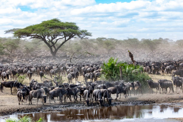istock Wildebeest crossing a river in Tanzania. 949995642