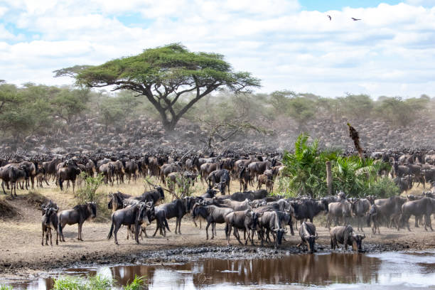 istock Wildebeest crossing a river in Tanzania. 949995654