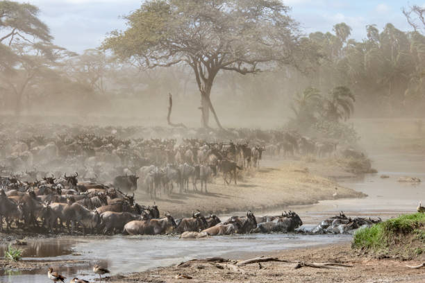 istock Wildebeest crossing a river in Tanzania. 949995676
