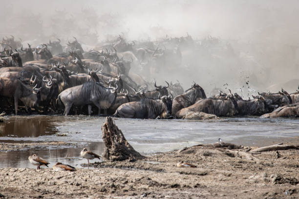 istock Wildebeest crossing a river in Tanzania. 949995734