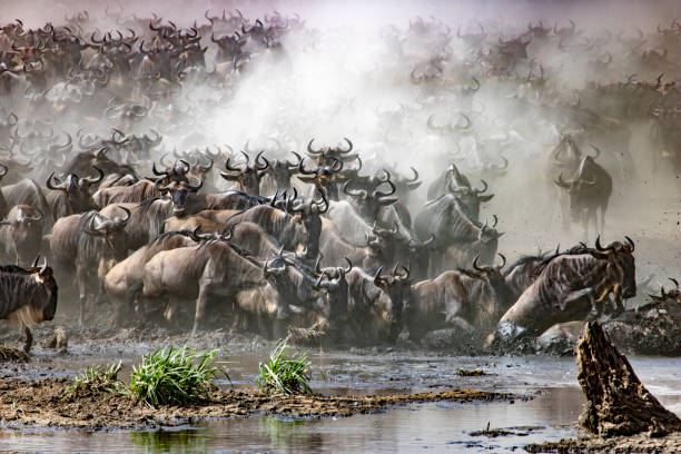 istock Wildebeest crossing a river in Tanzania. 949995780