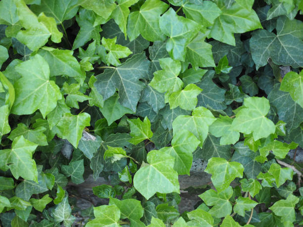 istock ivy plant background 949996422