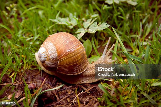 Foto de Caracol e mais fotos de stock de Caracol - Caracol, Lama, Animal