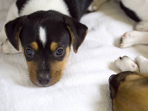 istock jack Russell Terrier puppy 94999777
