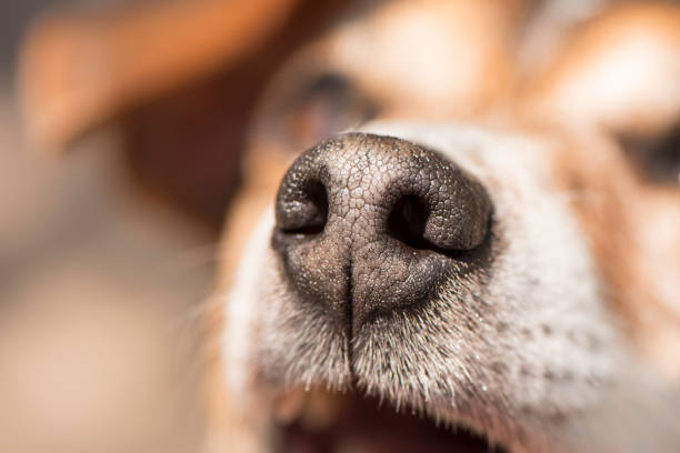 nariz de perros en primer plano, jack russell terrier tricolor - nariz fotografías e imágenes de stock