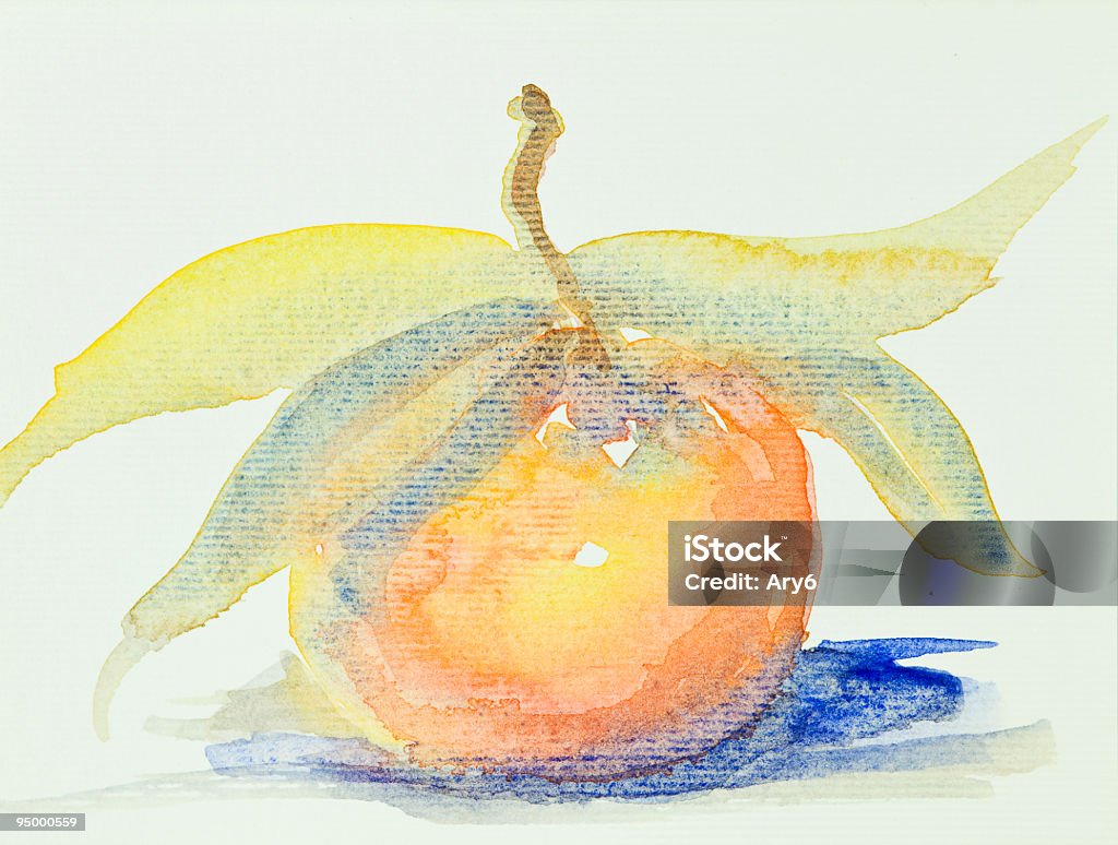 watercolor mandarin  Citrus Fruit Stock Photo