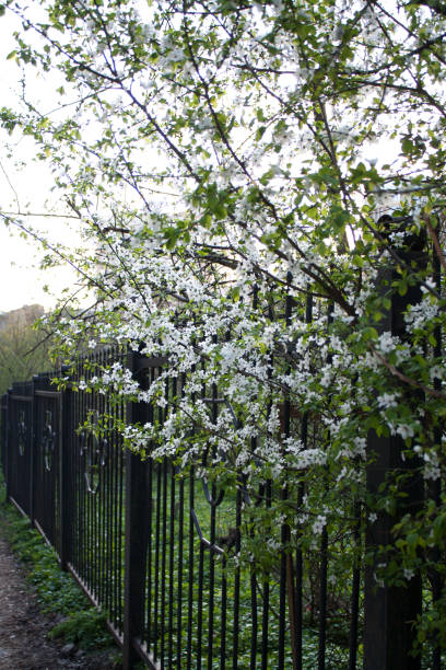 istock Cherry tree branch with white flowers 950006188