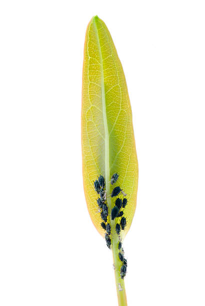 черный aphids на один лист - wingless стоковые фото и изображения