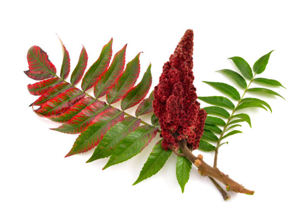 Drupes of a staghorn sumac. Drupes of a staghorn sumac isolated on white background. sumac spice stock pictures, royalty-free photos & images