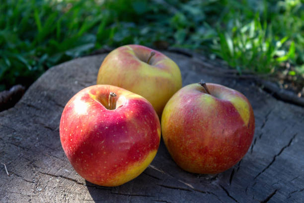 istock Ripe red apples in nature background 950010416