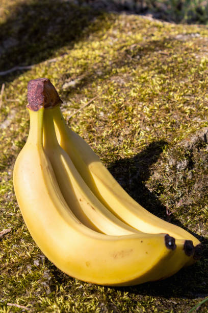 istock A banch of bananas and in nature 950010608