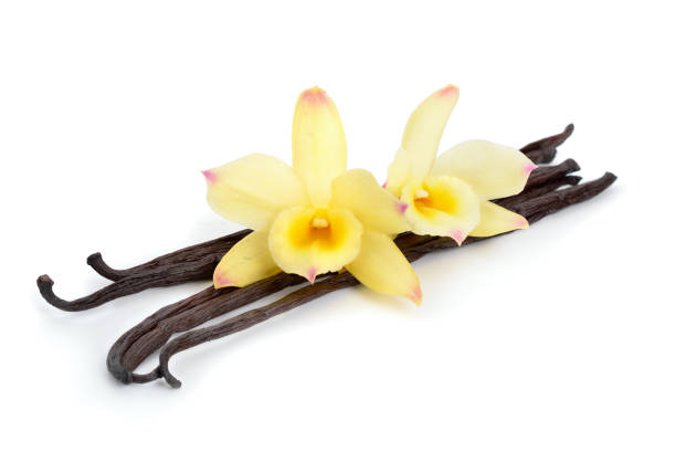 istock Vanilla pods with two yellow orchids. 950010978