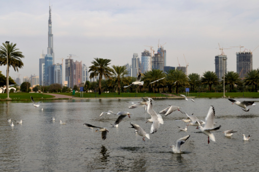 a flock of seagull flying across water with burj dubai in the background.  Related images: http://www.istockphoto.com/file_search.php?action=file&lightboxID=4445363  