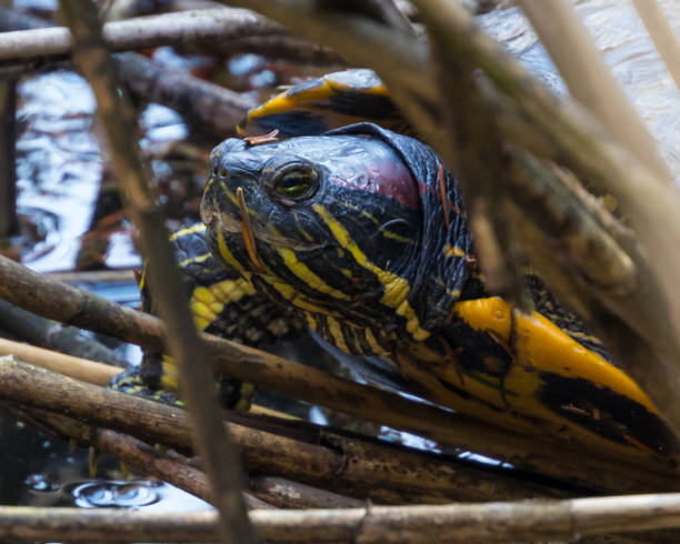 istock Yellow Bellied Slider Turtle 950016398