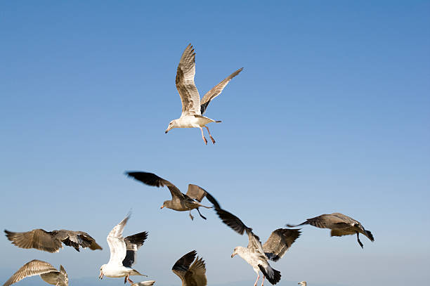 Seagulls flying stock photo