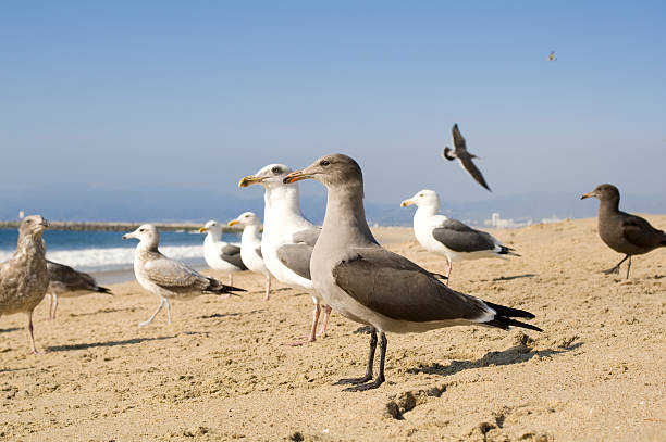 Seagulls at the Beach stock photo