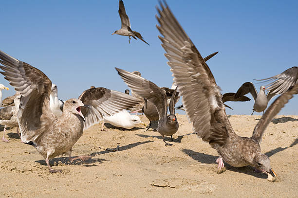 Seagulls Flying at the Beach stock photo