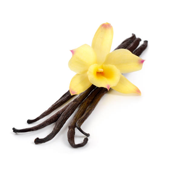 istock Vanilla pods with one yellow orchid. 950020558