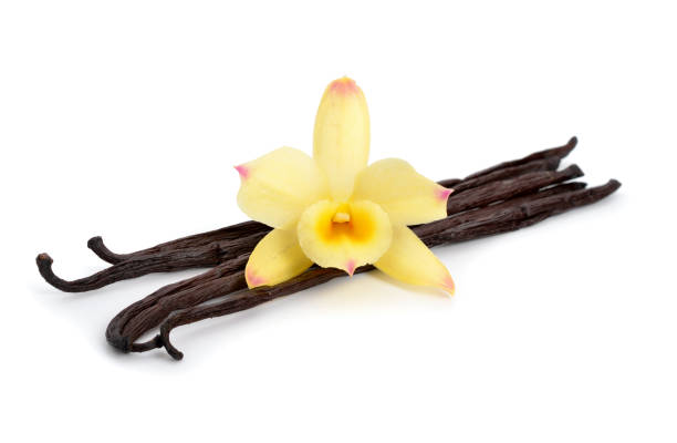 istock Vanilla pods with one yellow orchid. 950021374