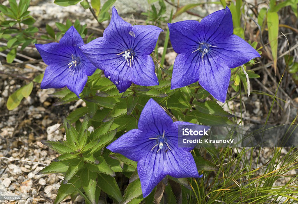 Fleurs bleues (Platycodon grandiflorus - Photo de Arbre en fleurs libre de droits