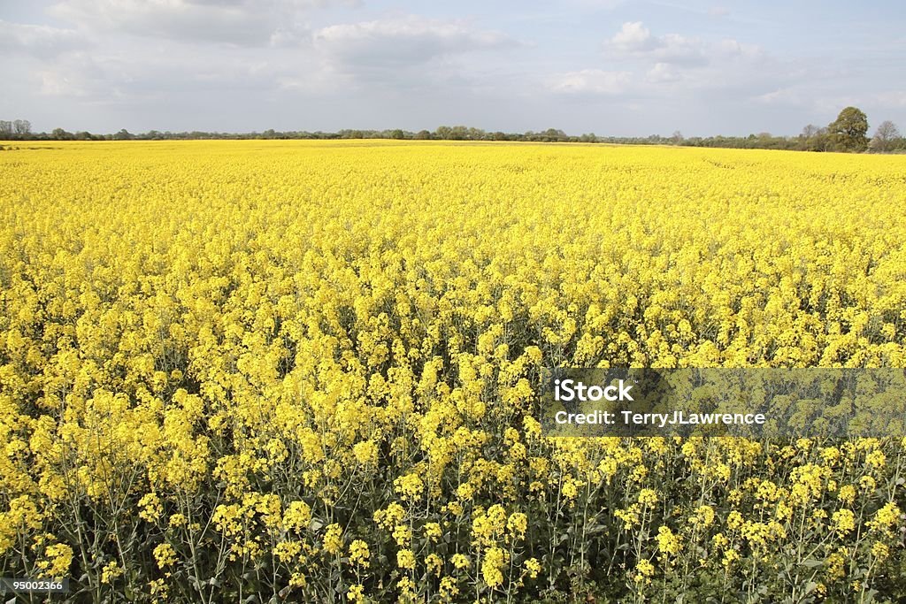 Jasny żółty Koc rzepaku w Cambridgeshire pole, Anglia - Zbiór zdjęć royalty-free (Anglia)