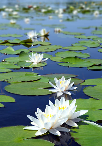 istock summer lake with water-lily flowers 95002376