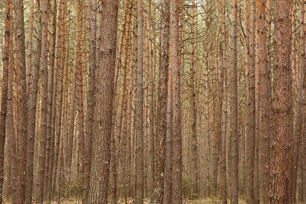 Pine Trees in the Forest . stock photo