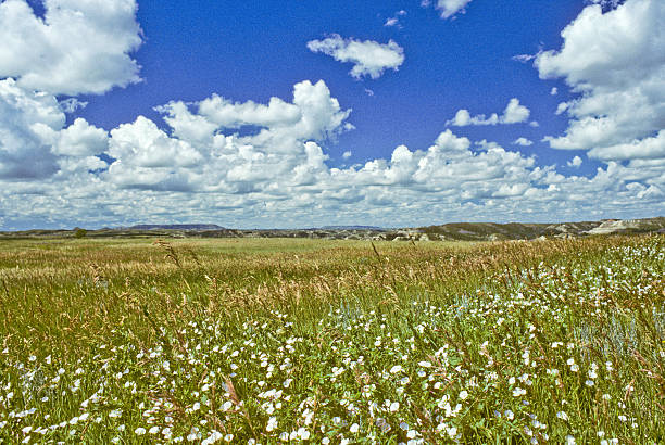 Theodore Roosevelt National Park lies where the Great Plains meet the rugged Badlands near Medora, North Dakota, USA. The park's 3 units, linked by the Little Missouri River is a habitat for bison, elk and prairie dogs. The park's namesake, President Teddy Roosevelt once lived in the Maltese Cross Cabin which is now part of the park. This picture of a prairie grassland was taken from the Scenic Loop Drive.