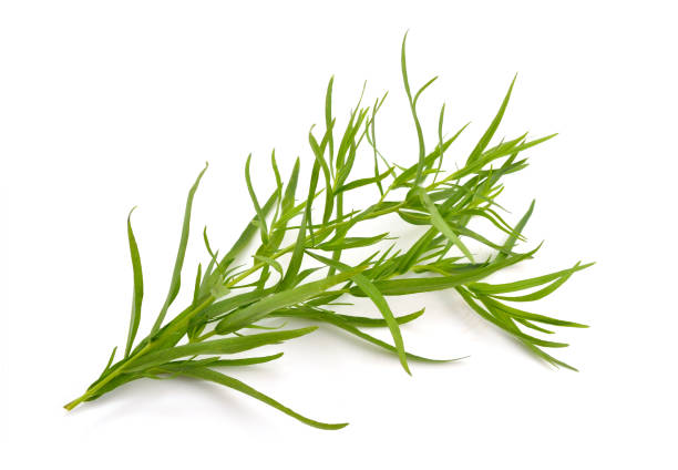 estragón (artemisia dracunculus) - tarragon herb spice freshness fotografías e imágenes de stock