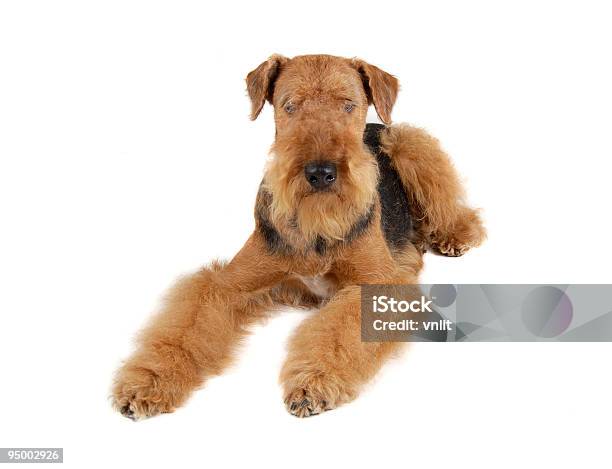 Airedale Stock Photo - Download Image Now - Airedale Terrier, Alertness, Animal