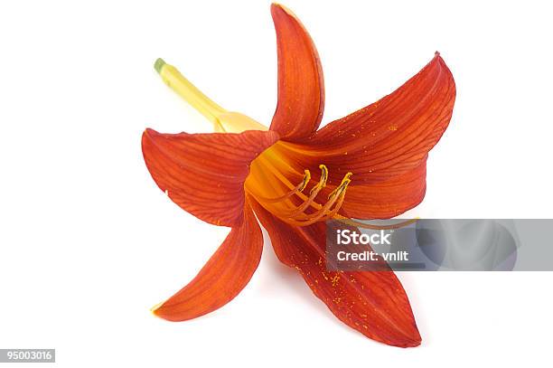 Jeden Kwiat Z Lily - zdjęcia stockowe i więcej obrazów Bez ludzi - Bez ludzi, Biały, Bliskie zbliżenie