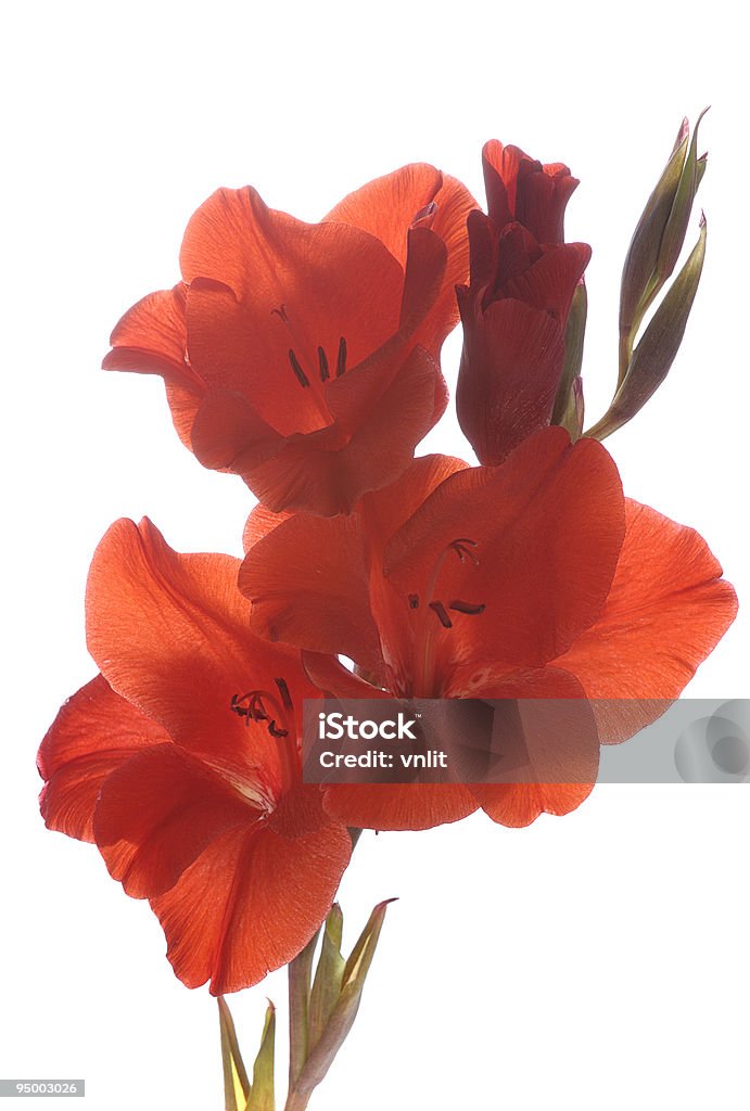 red Gladiole - Lizenzfrei Baumblüte Stock-Foto