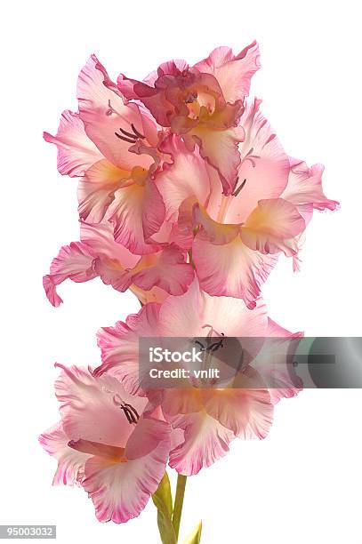 ピンクグラジオラス - カットアウトのストックフォトや画像を多数ご用意 - カットアウト, カラー画像, クローズアップ