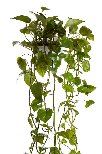 istock plant  grown in hanging pot 95003163