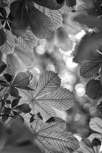 Chestnut leaves from below in black and white