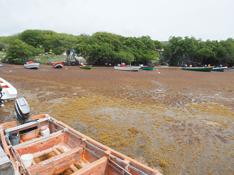 For several years, tons of brown algae called SARGASSES are stranded on the eastern facade of the Caribbean archipelago, as in Martinique. Fishermen can not get out their boats to go fishing.