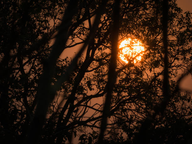 istock Big Trees Block out The Sun 950032108