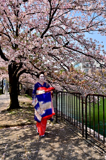 A Japanese woman in maiko’s costume and hairstyle is enjoying cherry blossom in full bloom along the Lake Biwako Canal in Kyoto. She wears traditional long-sleeved kimono with long dangling sash and her hair is elaborately decorated with seasonal hairpins. \nThe canal was constructed in 1890 to provide water to Kyoto from Lake Biwako. \nThe main jobs for maiko (apprentice for geisha) are to perform songs and dances as well as to play shamisen, three stringed musical instrument. At night, they go out to entertain guests at traditional and exclusive Japanese restaurants (ochaya).