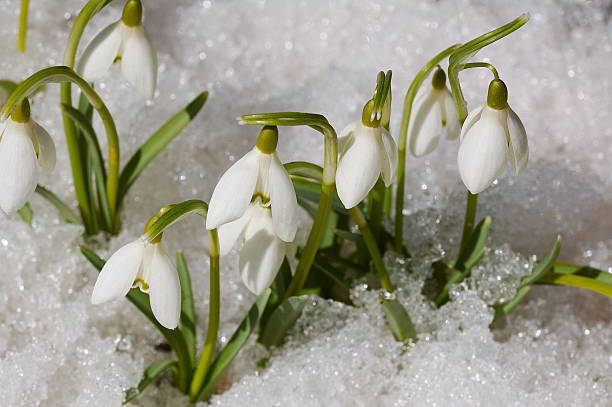 istock Close-up of snowdrops on the snow 95003482
