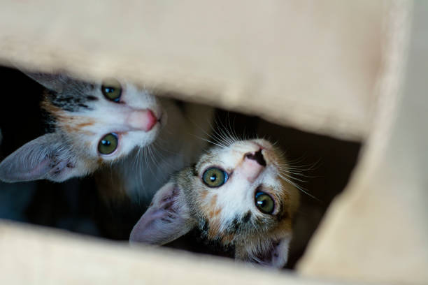 curious couple of cute small domestic kittens cat in brown paper box there are look like they  stay in the hole or black space