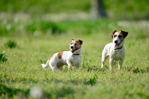 istock Two Jackrussel Terrier Dogs play in a Parc 950036964