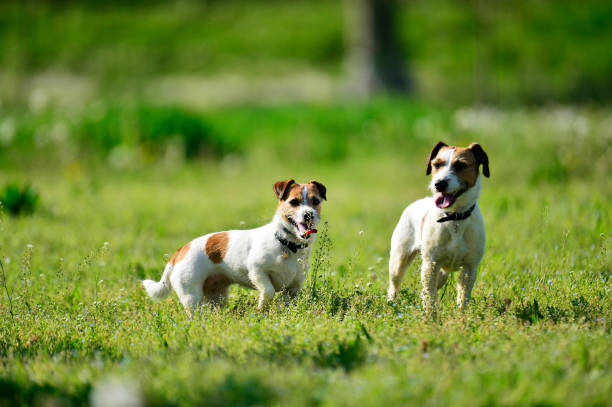 istock Two Jackrussel Terrier Dogs play in a Parc 950037026